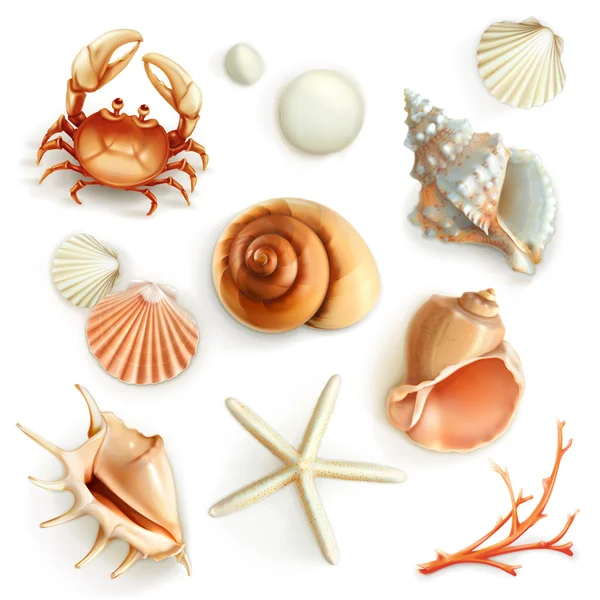 Set con iconos de conchas marinas — Archivo Imágenes Vectoriales