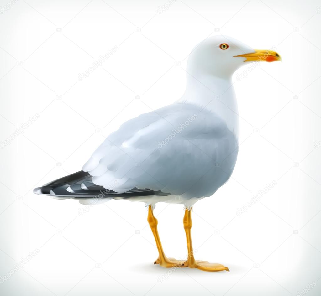 Seagull Illustration icon