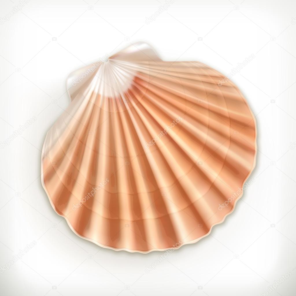 Seashell icon on white