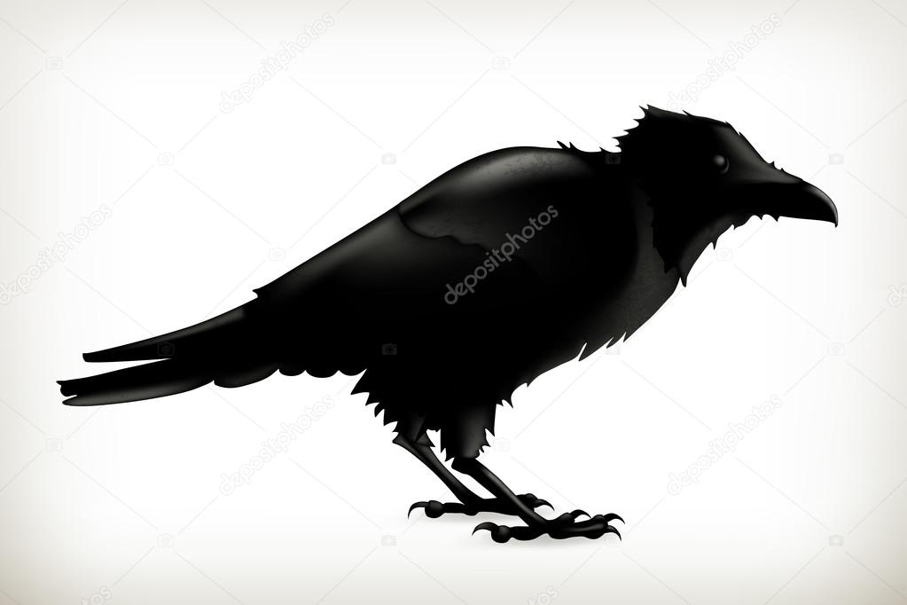 Black raven,   silhouette