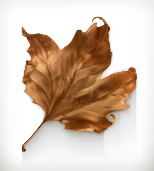 Hoja de arce seco, otoño — Vector de stock