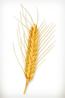 Ear of wheat icon clipart
