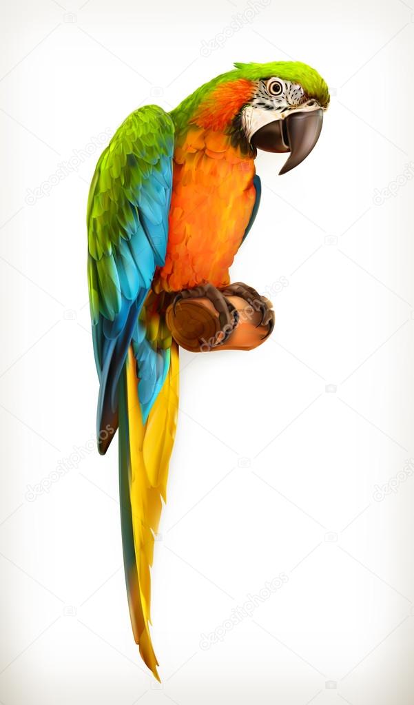 Parrot macaw illustration
