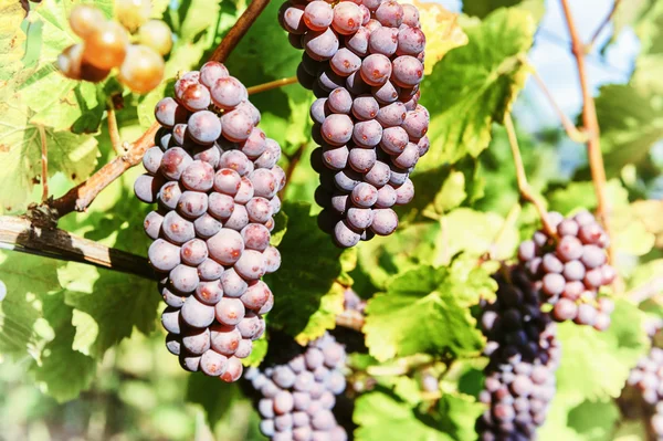 Свежий органический виноград на виноградной ветке — стоковое фото