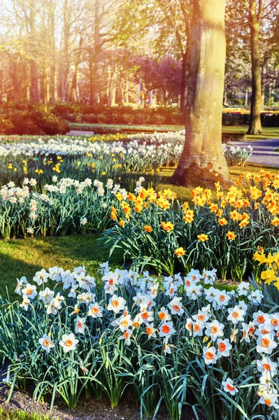 春天风景与黄色和白色的水仙 — 图库照片