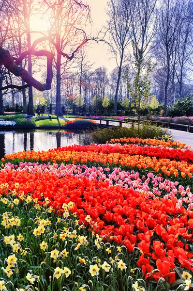 Spring landscape with seasonal flowers — Stock Photo, Image