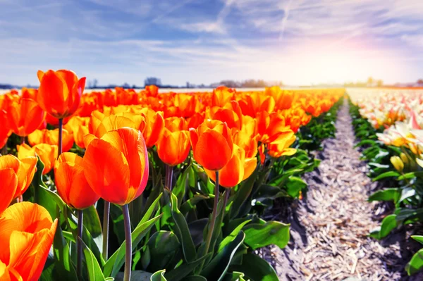 Tulipanes rojos y anaranjados en flor — Foto de Stock