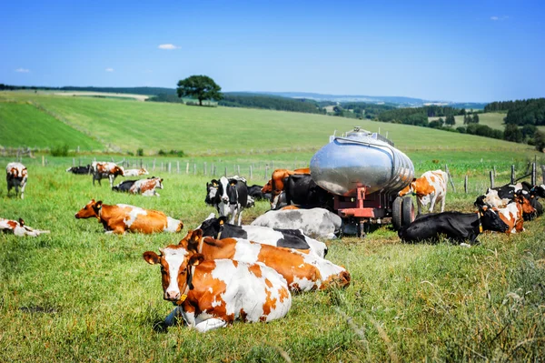 Стадо коров на зеленом поле — стоковое фото