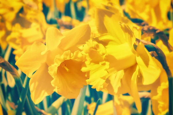 Makro av gula påskliljor — Stockfoto