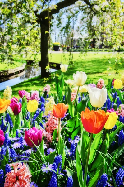 Hyazinthen und mehrfarbige Tulpen — Stockfoto