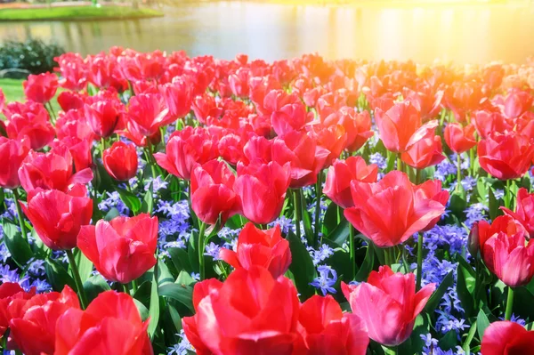 Jarní krajina s krásné červené tulipány — Stock fotografie