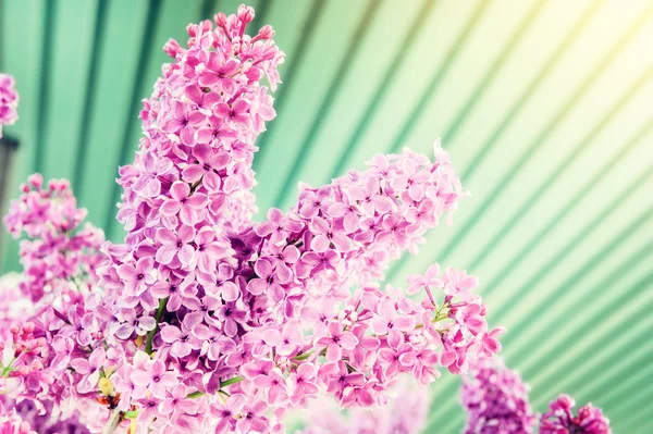Рожевий Бузок квіти — стокове фото
