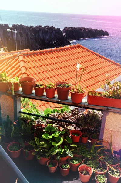 녹색 식물으로 집 장식 — 스톡 사진