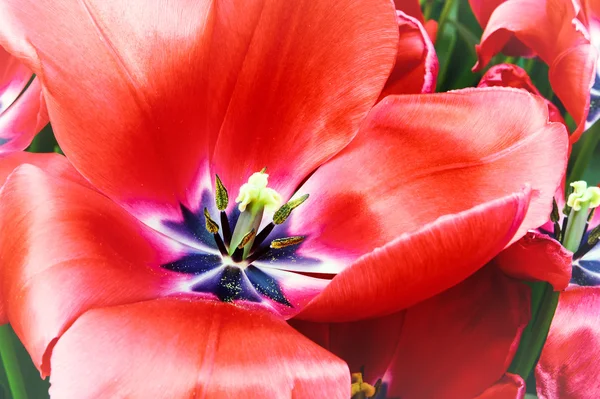 Цветущий красный тюльпан — стоковое фото