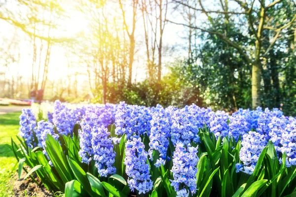 Paisagem de primavera com belos jacintos — Fotografia de Stock