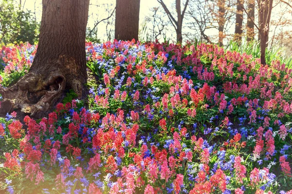 Весенний лес, покрытый красивыми колокольчиками — стоковое фото