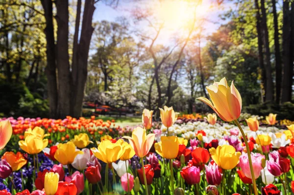 Spring landscape with tulips — Stock Photo, Image