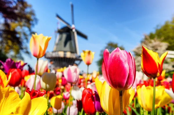 Spring landscape with multicolor tulips — Stock Photo, Image