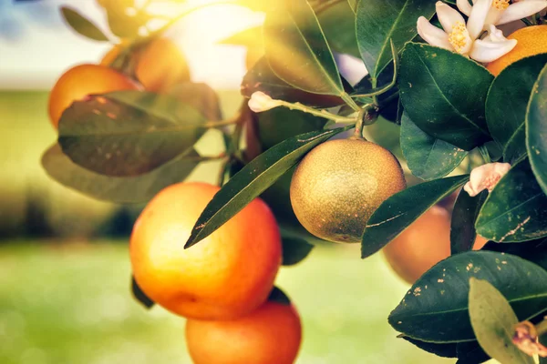 Mandarin tree with fresh fruits — Stock Photo, Image