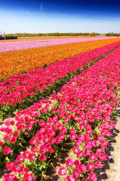 Field with blossoming tulips — Stock Photo, Image