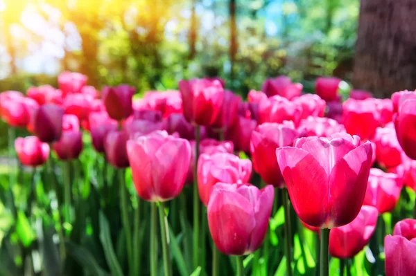 Våren landskap med tulpaner — Stockfoto