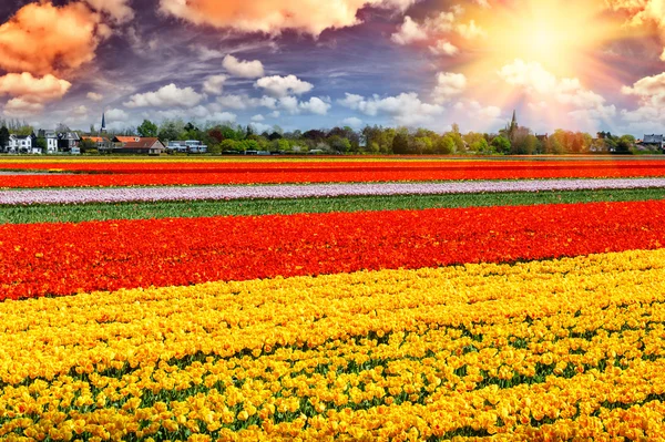 Paisagem de primavera com tulipas multicoloridas — Fotografia de Stock