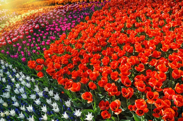 Cama de flores com tulipas multicoloridas — Fotografia de Stock