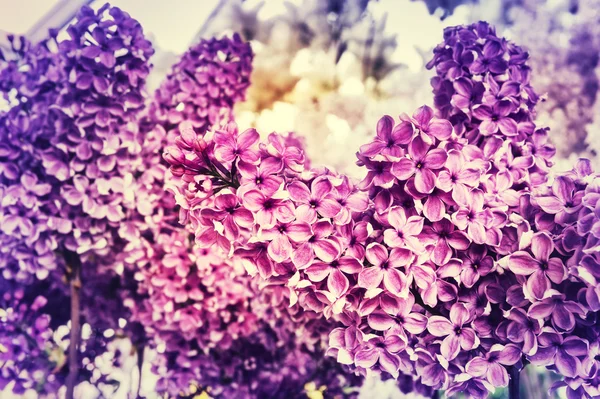 Pink lilac flowers — Stock Photo, Image