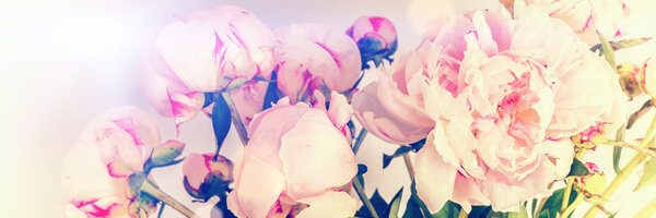 Pink peonies flowers on pastel background with copyspace. Mothers day concept