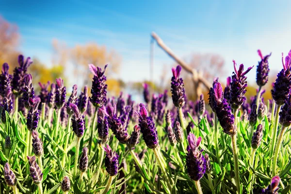 Lavande en fleurs le jour ensoleillé de l'été — Photo