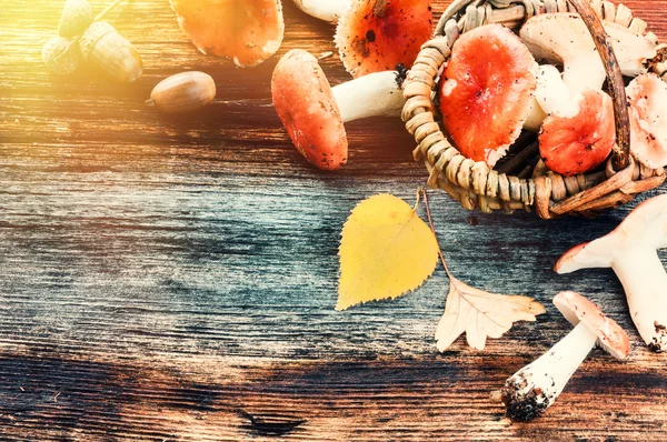 Autumn frame with forest mushrooms — Stock Image Autumn frame with forest mushrooms Stock Image