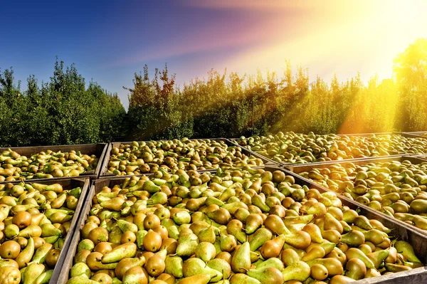 Peras recién cosechadas — Foto de Stock