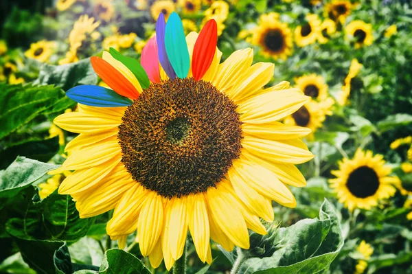 Landscape with sunflowers — Stock Photo, Image