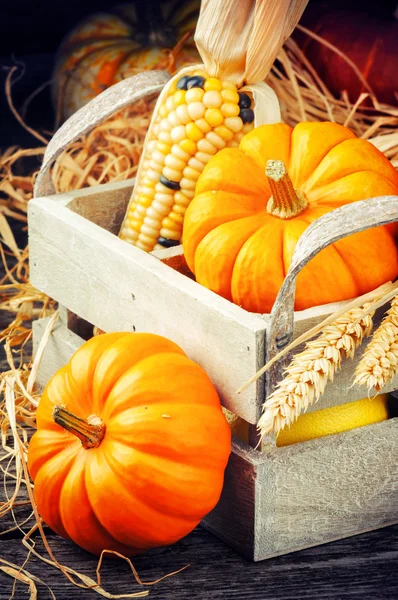 Autumn setting with pumpkins — Stock Photo, Image