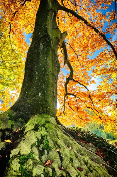 Mooie haagbeuk boom — Stockfoto