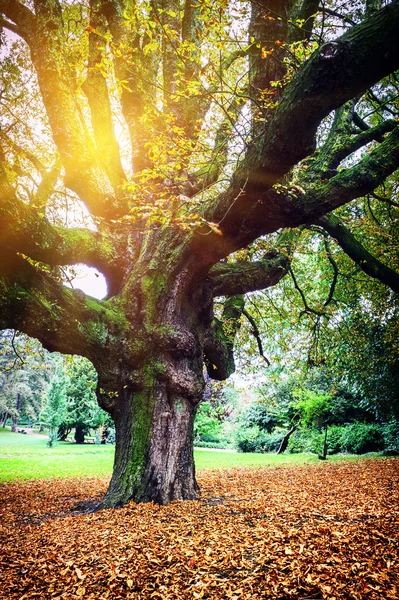 Autumn landscape with big oak tree — Stock Photo, Image