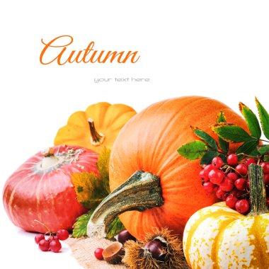 sonbaharda ayar ile çeşitli kabaklar