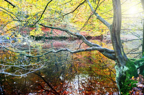 Paisagem com árvore refletindo na água — Fotografia de Stock