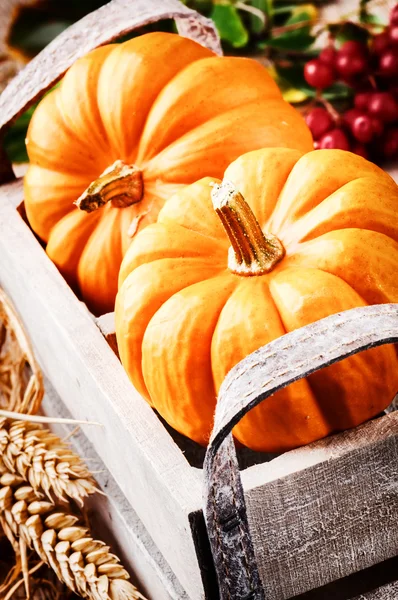 Autumn harvest setting with pumpkins — Stock Photo, Image