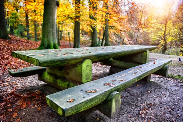 Lieu de pique-nique solitaire dans la forêt d'automne — Photo