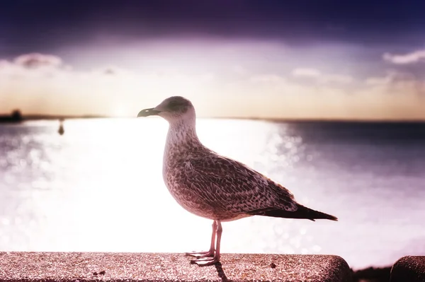 Pôr do sol sobre o mar com gaivota solitária — Fotografia de Stock