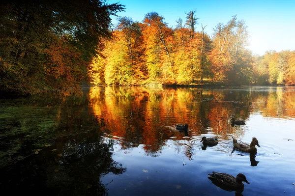 Paisaje otoñal con lago forestal — Foto de Stock