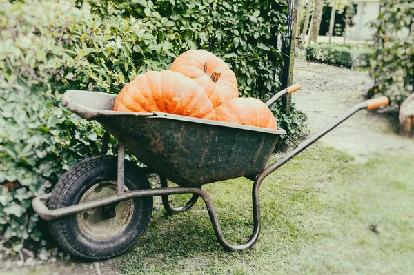 Vieille brouette aux grosses citrouilles — Photo