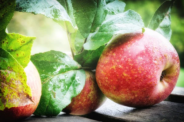 Manzanas frescas ecológicas — Foto de Stock