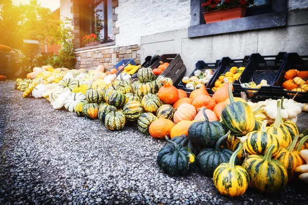 Fresh colorful pumpkins for sale — Stock Photo, Image