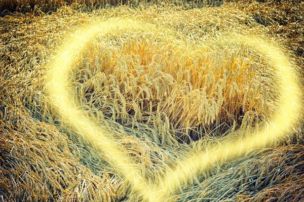 Champ de blé avec élément de coeur ensoleillé — Photo