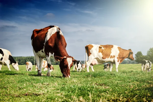 Manada de vacas en el campo verde de verano Imagen de archivo