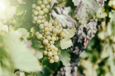 taze organik üzüm asma dalı