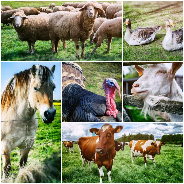 Сільськогосподарський колаж з різними сільськогосподарськими тваринами — стокове фото
