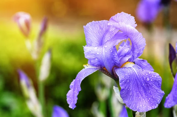 Wiosenne kwiaty. niebieskie tęczówki — Zdjęcie stockowe